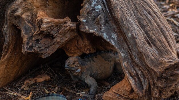 Iguanas marrones en el parque natural salvaje Colonia de lagartos