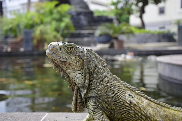 Iguanas en el Parque Seminario Parque de las Iguanas y Catedral Metropolitana Guayaquil