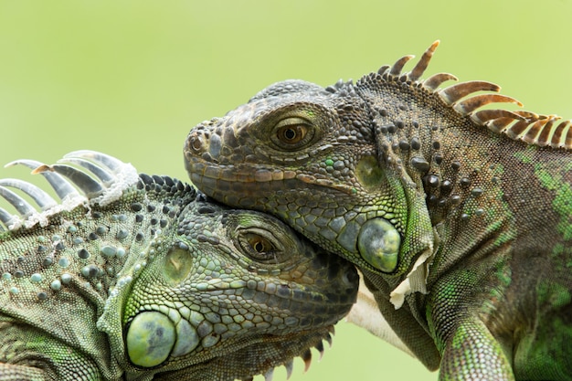 iguanas tocando as cabeças uns dos outros