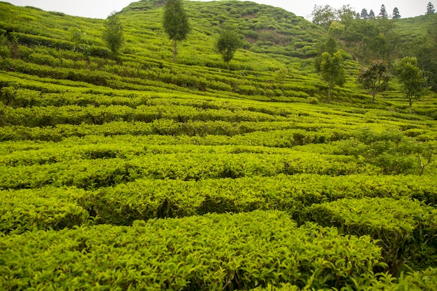 Ilam Tea Garden Farm en Illam Kanyam Nepal con té nepalí orgánico