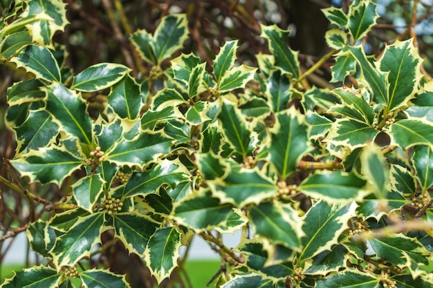 Ilex aquifolium Argentea Marginata Enfoque selectivo Closeup Park Krasnodar o Galitsky Park