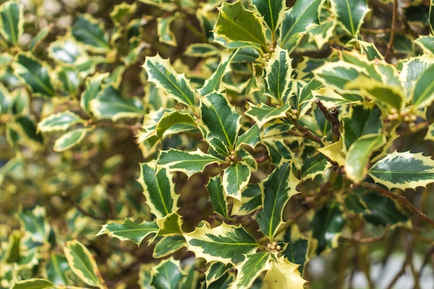 Ilex aquifolium Argentea Marginata Enfoque selectivo Closeup Park Krasnodar o Galitsky Park