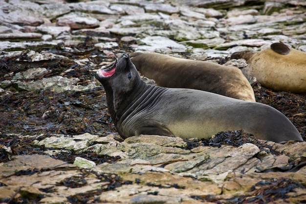 Ilha da Carcaça de Elefantes Marinhos Ilhas Malvinas