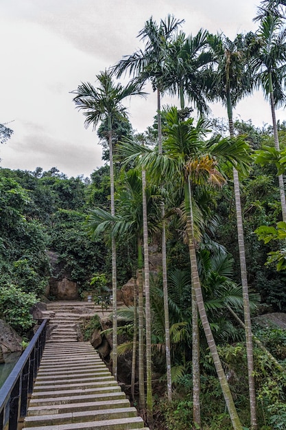 Ilha da selva chinesa de Hainan