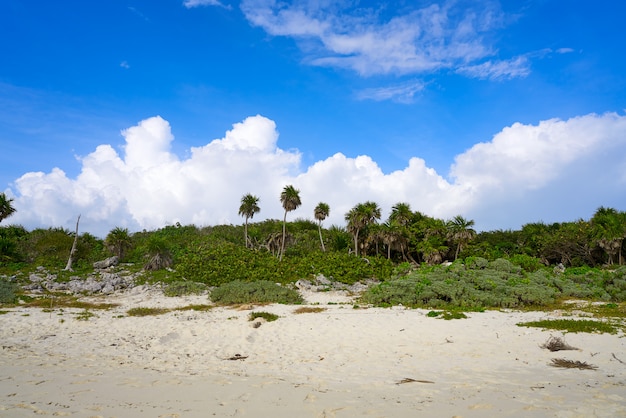 Ilha de Cozumel Praia de Bush na Riviera Maya