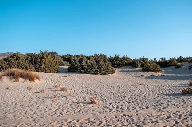 Ilha de Elafonisos Grécia costa e vegetação Planta selvagem de praia vazia e duna de areia branca