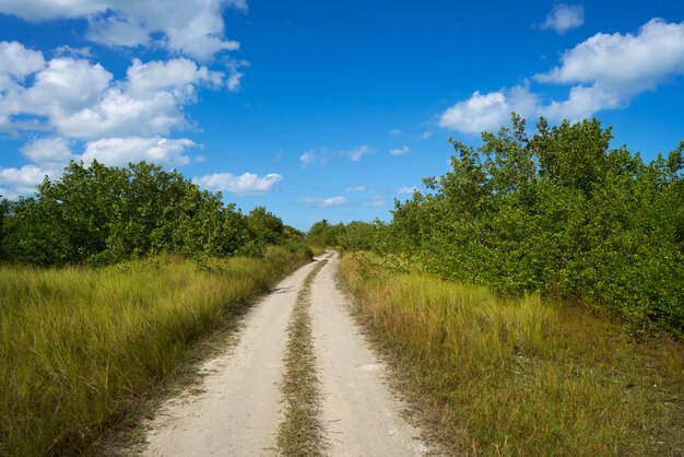 Ilha de Holbox mangroove track in Mexico