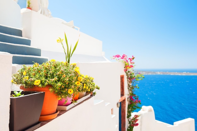 Ilha de santorini, grécia. flores no terraço, foco seletivo