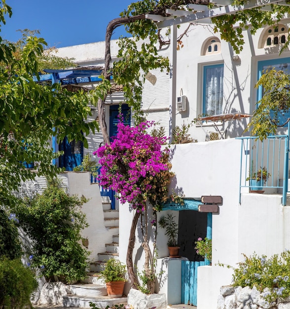 Ilha de Tinos Grécia Arquitetura das Cíclades na vila de Volax Beco pavimentado buganvília rosa