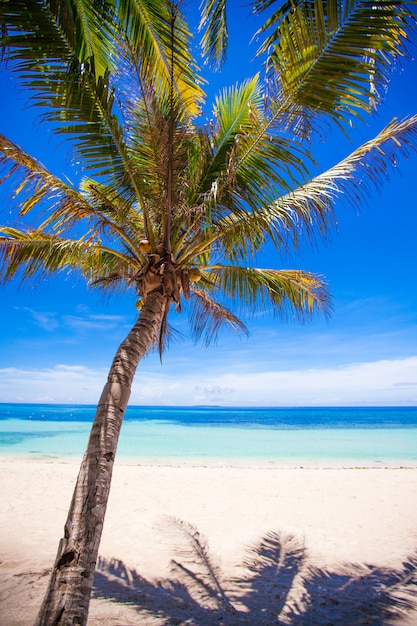 Ilha deserta com palmeira na praia