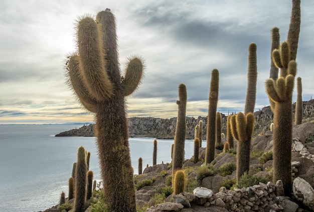 Foto ilha do cactus incahuasi no planalto salgado de salar de uyuni, departamento de potosi, bolívia