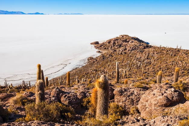 Ilha dos Cactos, Uyuni