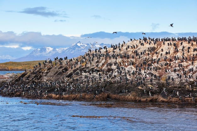 Ilha dos pássaros no Canal de Beagle, próximo à cidade de Ushuaia. Ushuaia é a capital da província de Tierra del Fuego, na Argentina.