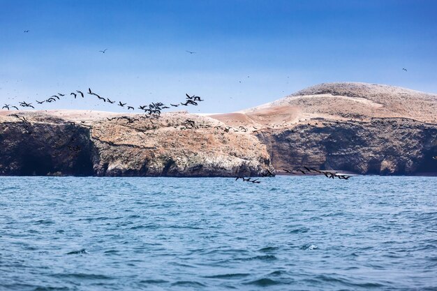 Ilha e bando de pássaros