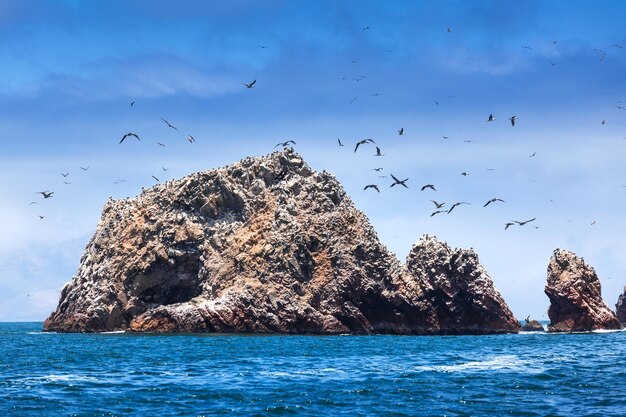 Ilha e pássaros em um dia ensolarado