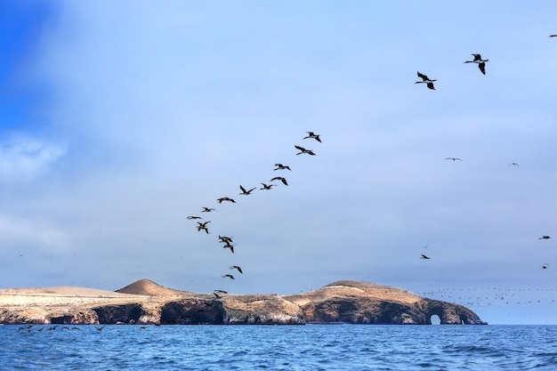 Ilha oceânica e bando de pássaros