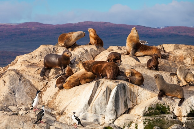 Ilha Seal perto de Ushuaia