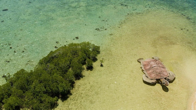 Foto ilha tropical com barra de areia cercada por recife de coral e mar azul em honda bay vista aérea