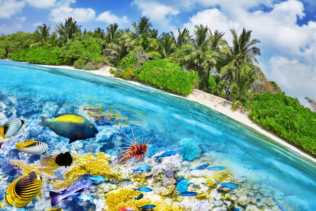 Ilha tropical e o mundo subaquático nas Maldivas. Ilha Thoddoo.