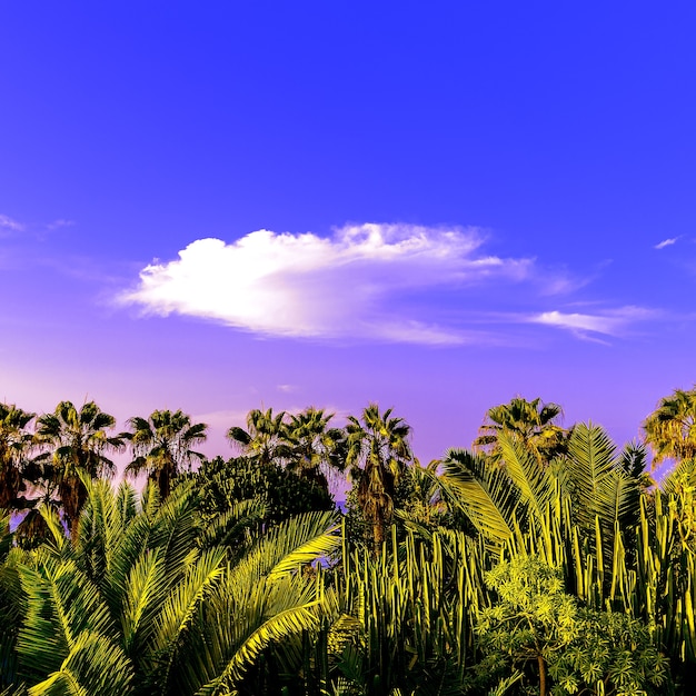 Foto ilhas canárias tenerife palmeiras e fundo verde mínimo