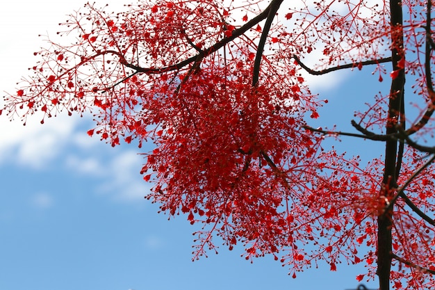 Foto illawarra llama árbol de flores rojas y pequeñas en rama con fondo de cielo azul