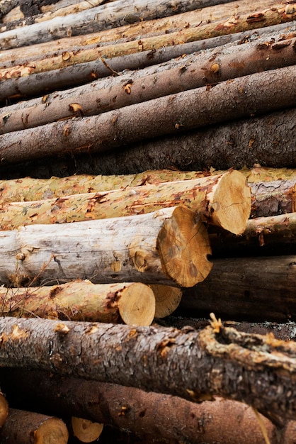 Illegale Abholzung von Holz in der Nähe