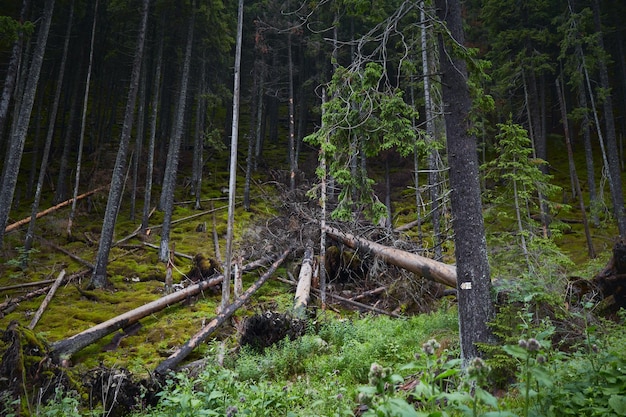 Illegale Entwaldung Landschaftsansicht von geschnittenen Bäumen Konzept der Ökologie Umwelt globale Erwärmung