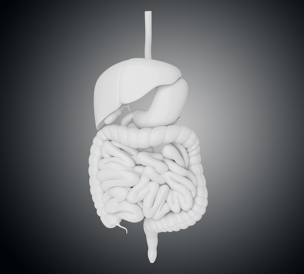 Illustration 3d des Verdauungssystems