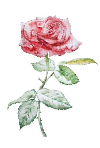 Illustration mit roter Rose