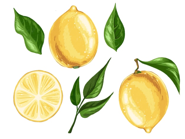 Illustration Zitronenzeichnung Gemälde