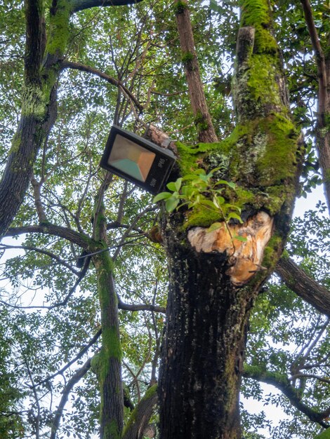 Iluminação no parque Parque à noite Iluminação em uma árvore Tecnologias modernas