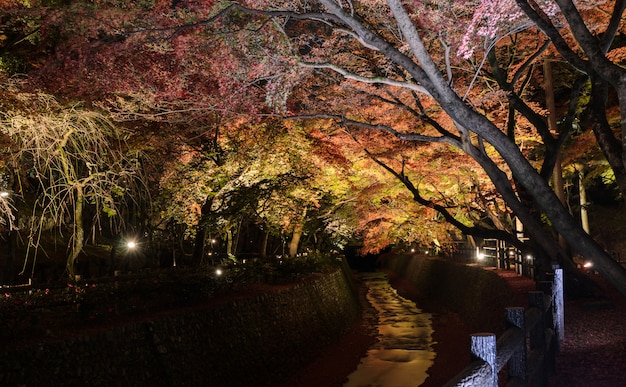 Iluminación de otoño del jardín japonés con arces a lo largo del canal por la noche en Kyoto, Japón