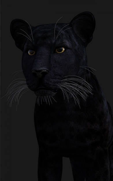 Ilustração 3d black panther isolate no preto