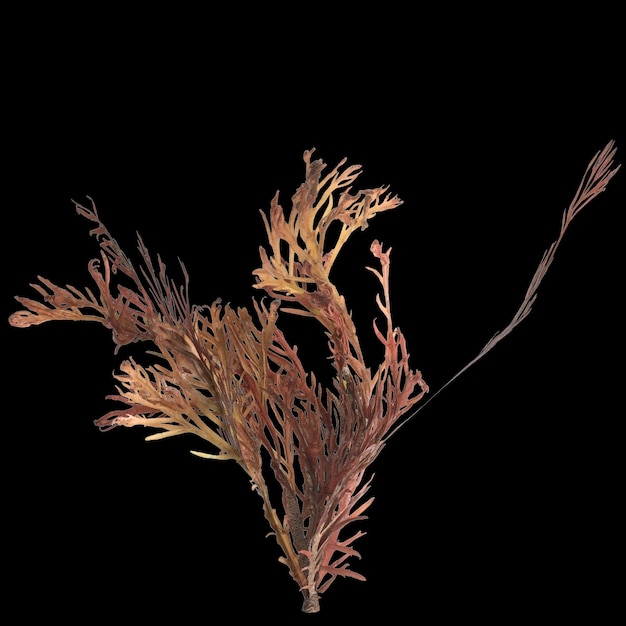 ilustração 3D da alga sargassum isolada no fundo preto