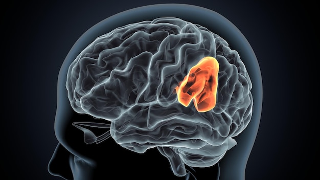 Ilustração 3D da anatomia cerebral do corpo humano