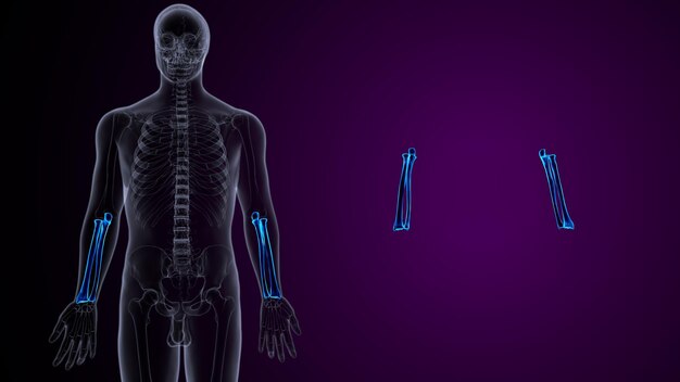 Ilustração 3D da anatomia das articulações ósseas do sistema esquelético humano