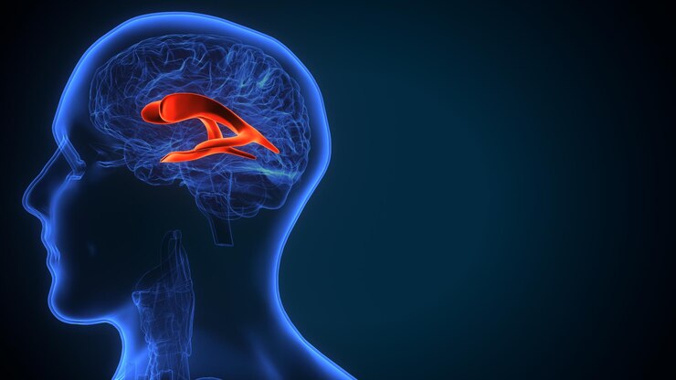 Foto ilustração 3d da anatomia das partes internas do cérebro humano