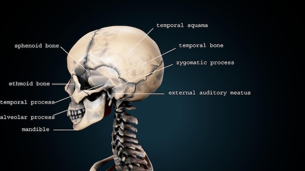 Foto ilustração 3d da anatomia do crânio do corpo humano