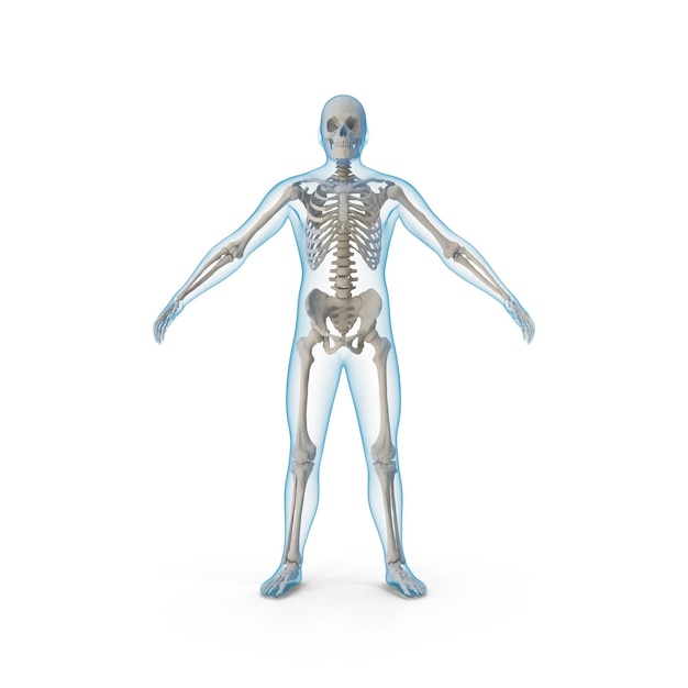 Foto ilustração 3d da anatomia do esqueleto do corpo humano png malebodywithskeleton