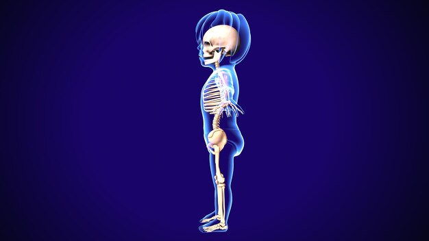 Ilustração 3D da anatomia do esqueleto do corpo humano