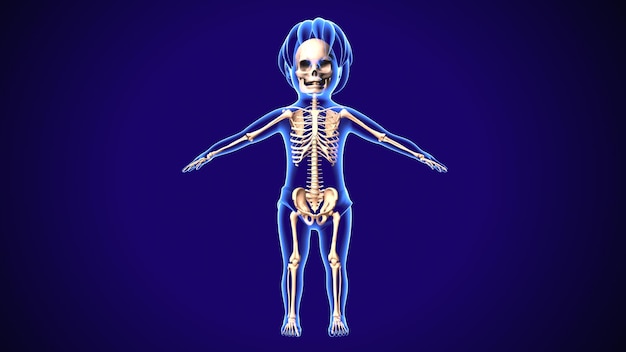 Ilustração 3D da anatomia do esqueleto do corpo humano