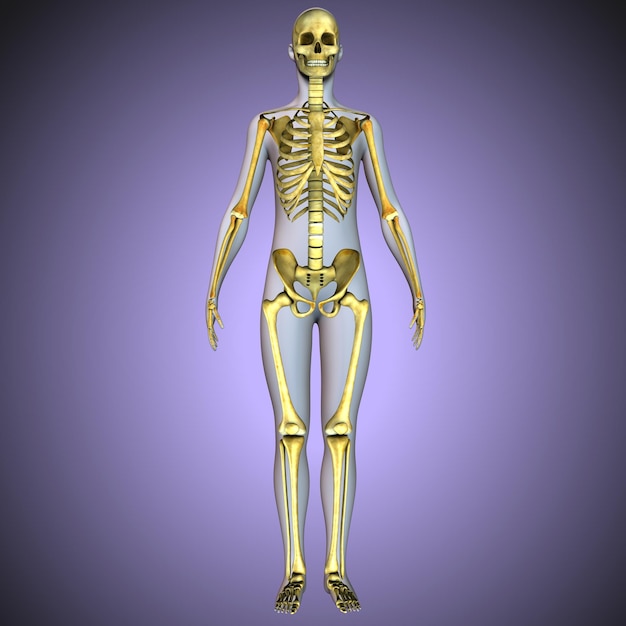 Foto ilustração 3d da anatomia do esqueleto do corpo humano