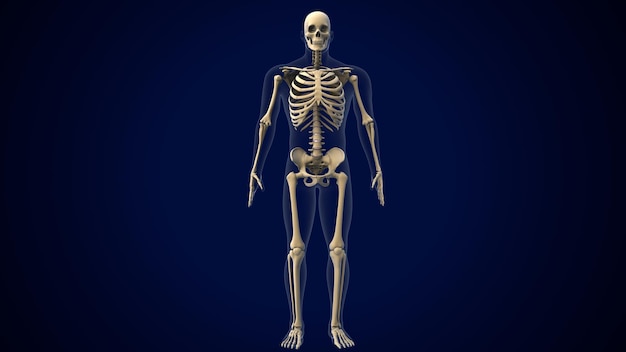 Ilustração 3D da anatomia do esqueleto do corpo humano