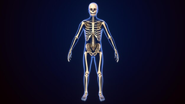 Ilustração 3D da anatomia do esqueleto humano