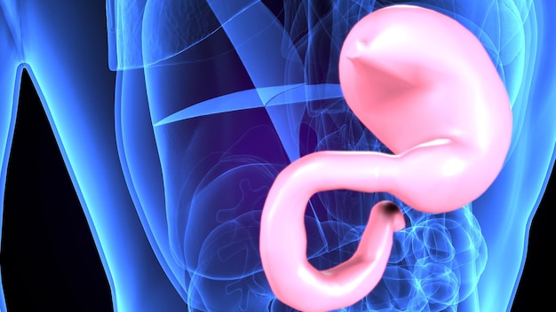 Ilustração 3D da anatomia do estômago humano para conceito médico
