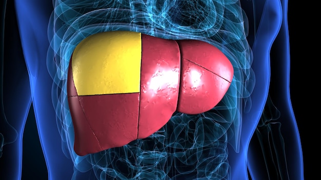 Foto ilustração 3d da anatomia do fígado, órgão do corpo humano