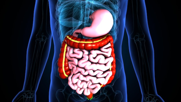 Ilustração 3D da anatomia do sistema digestivo humano