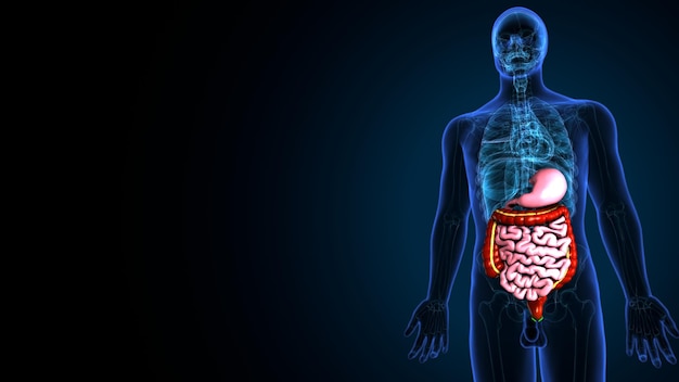 Foto ilustração 3d da anatomia do sistema digestivo humano