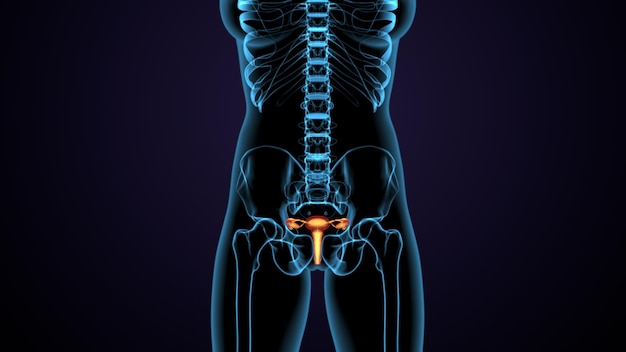 Ilustração 3d da anatomia do sistema reprodutivo feminino do órgão do corpo humano