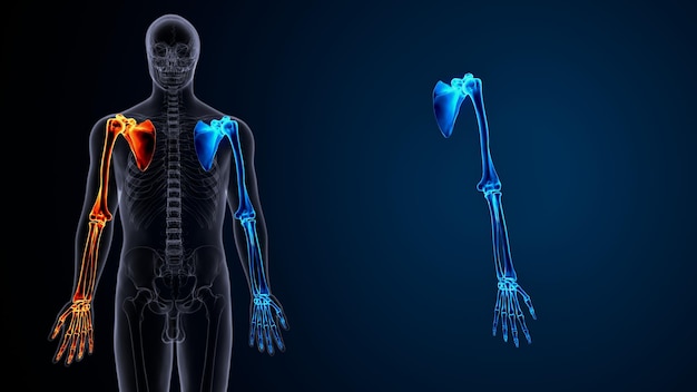 Ilustração 3D da anatomia dos membros superiores do esqueleto humano